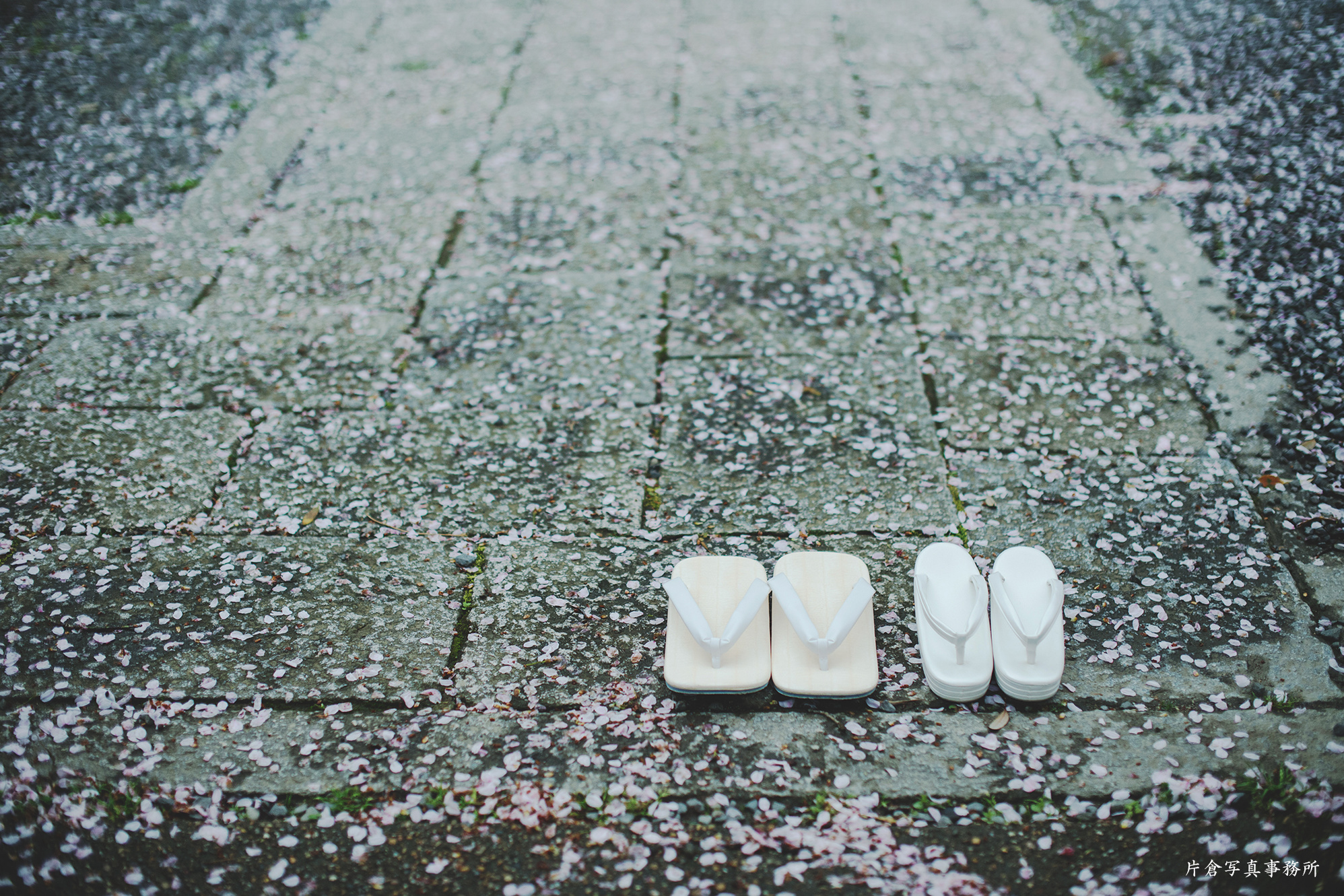 京都 桜 前撮り