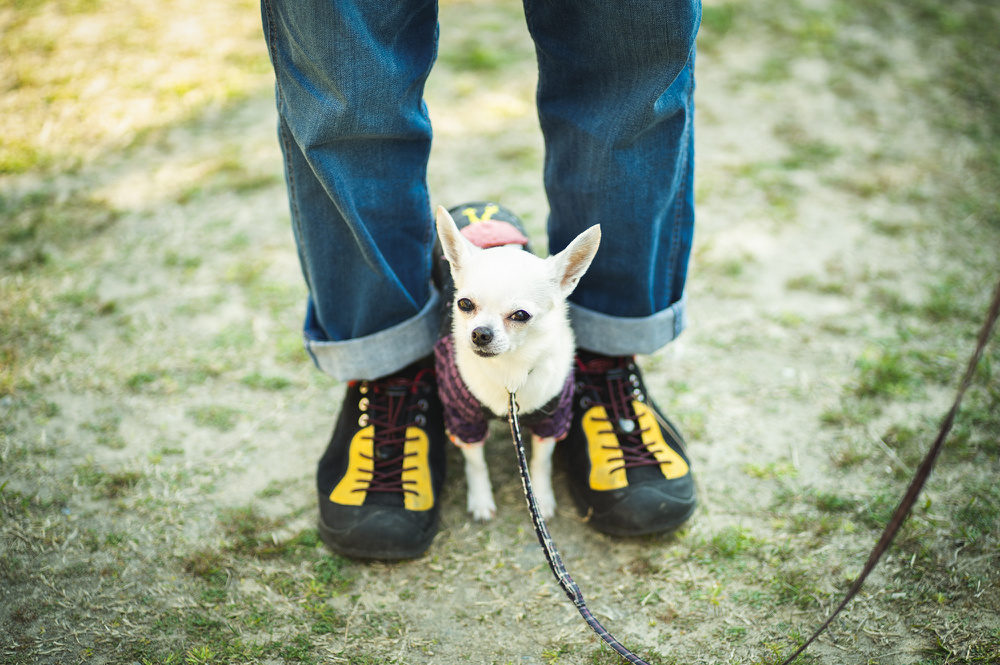 神戸 犬写真 ぺット撮影