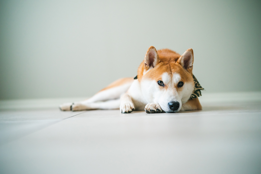 京都 犬 写真