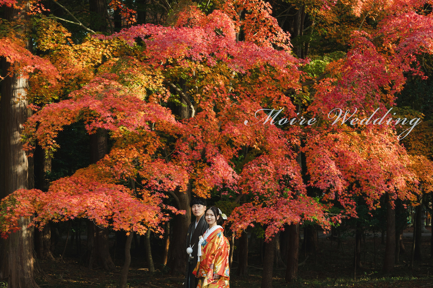 京都　大原野神社　和装前撮り　片倉写真事務所　