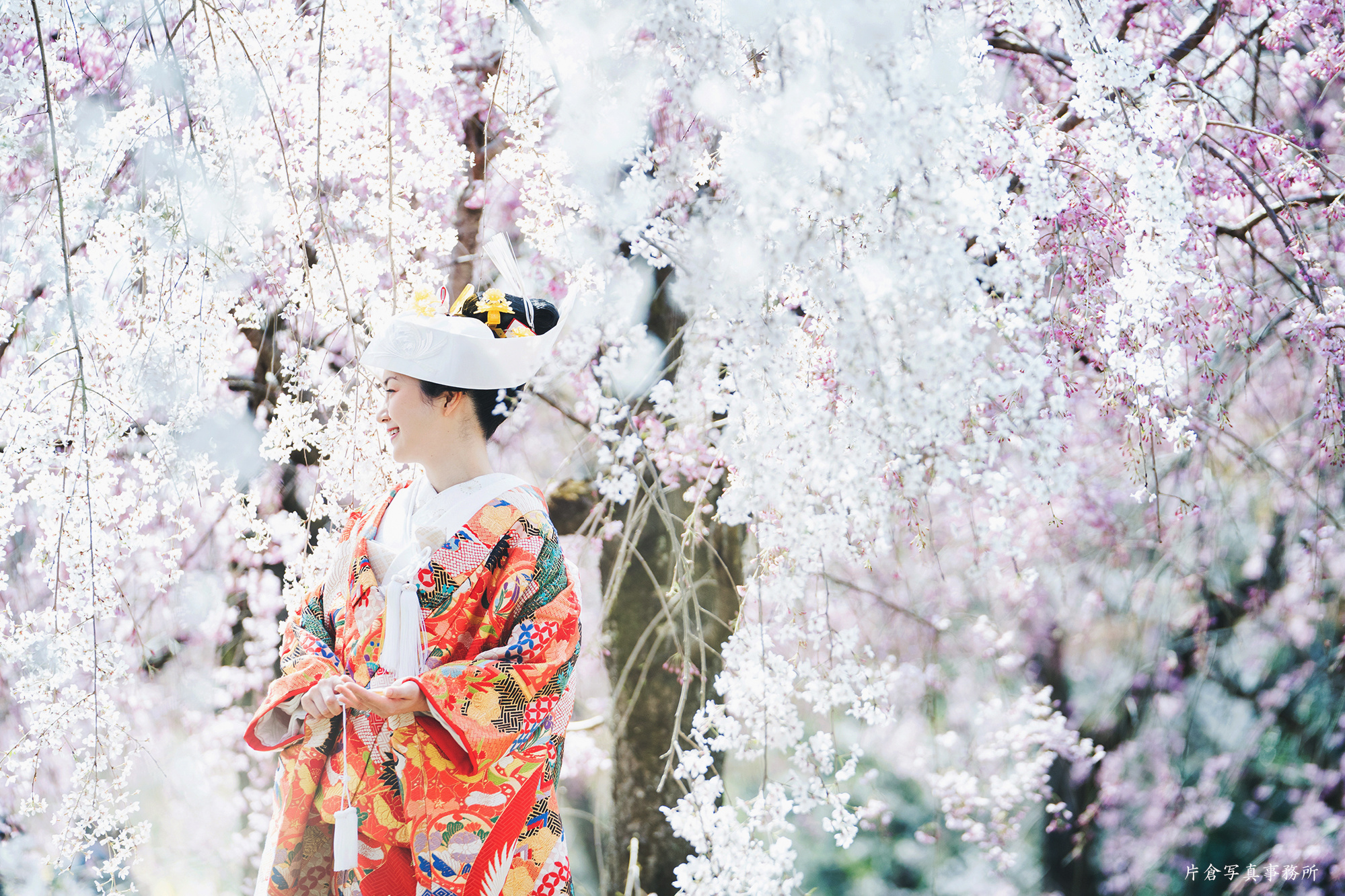 京都 桜 前撮り
