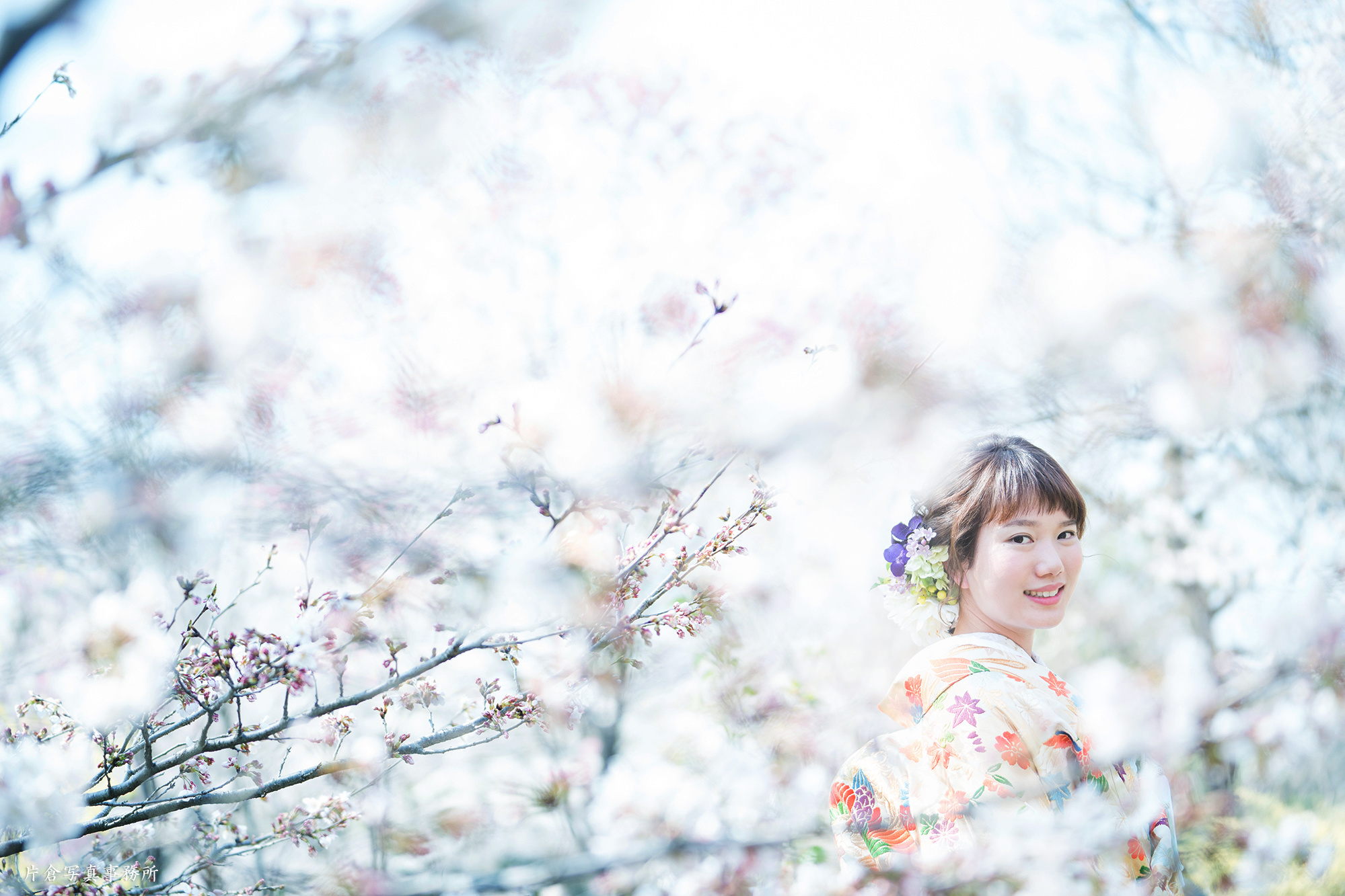京都 桜 前撮り