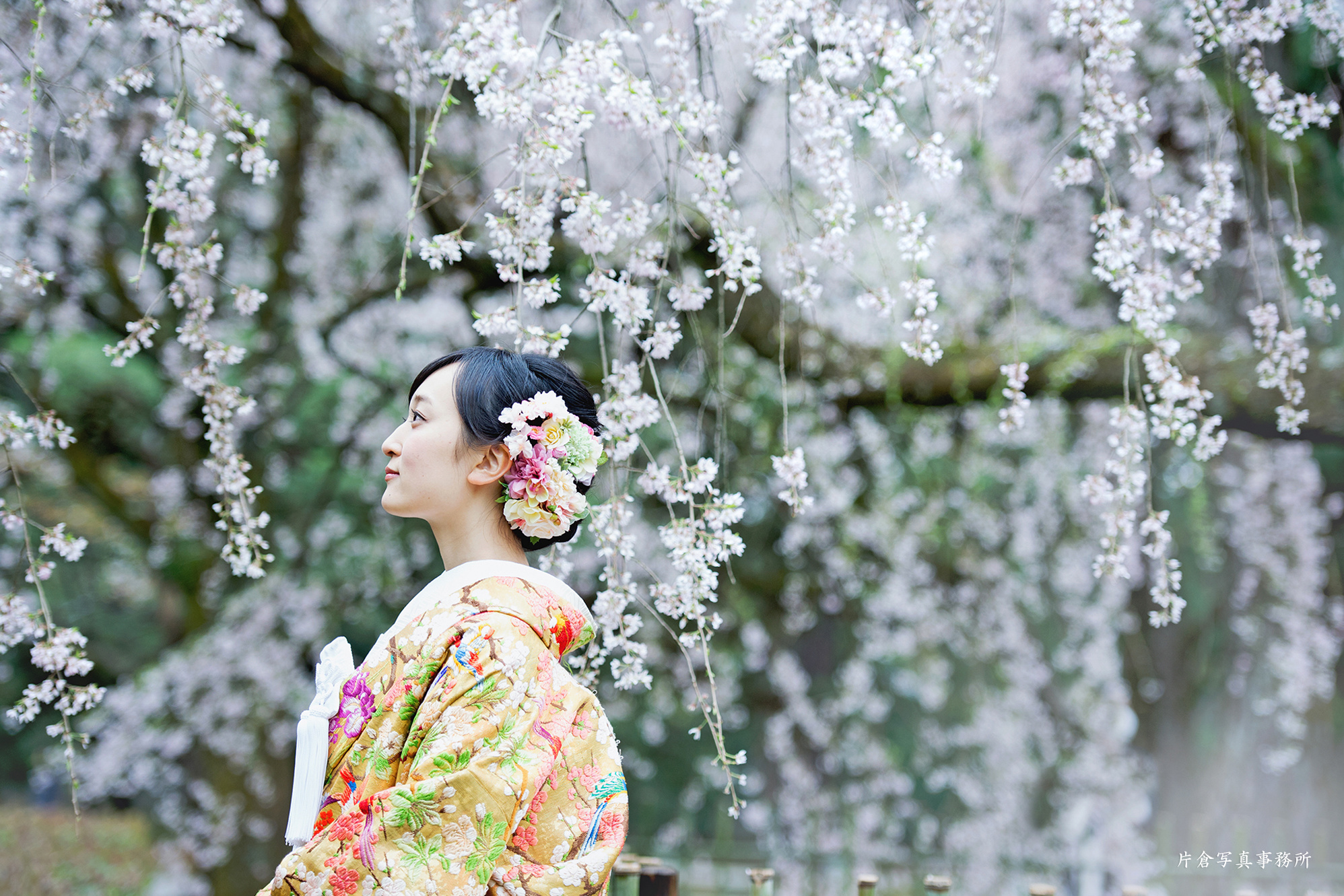 京都 桜 前撮り